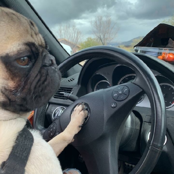 Meet your Posher, Lagom - Picture 3 of 3